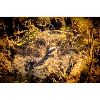 Giants fishing Kompletní klip na zátěž Backlead System 3ks